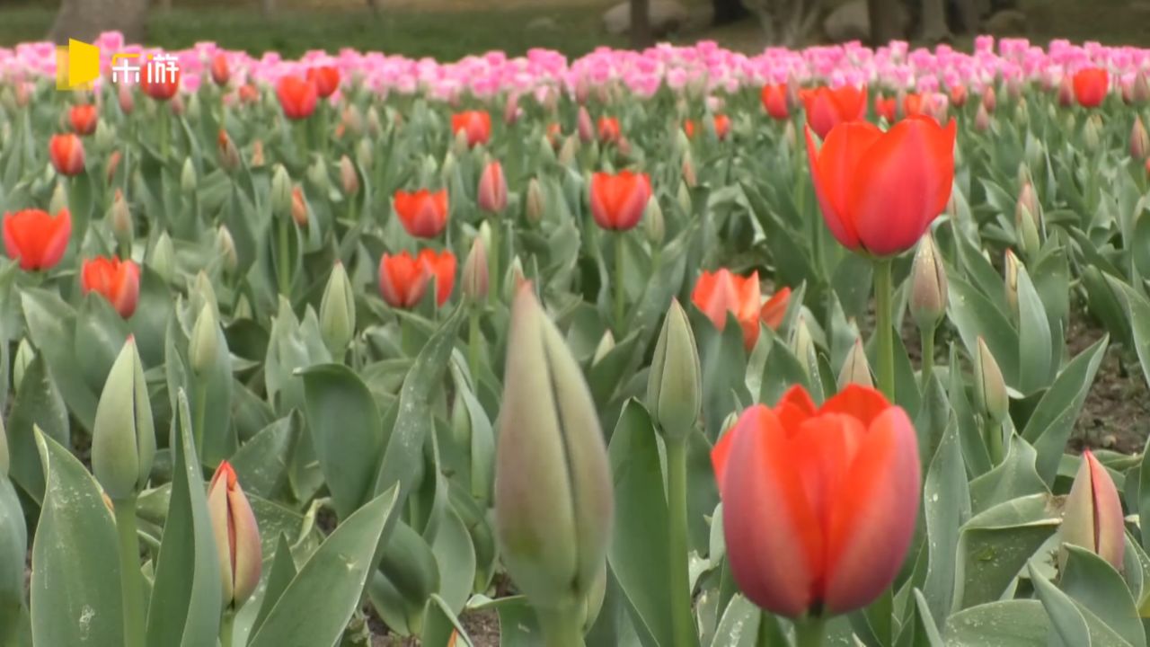 2024上海鲜花港郁金香花展