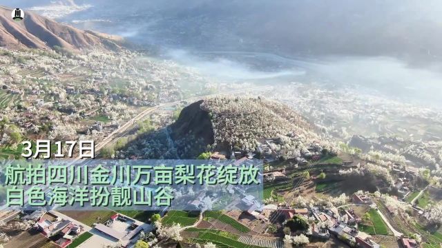 航拍四川金川万亩梨花绽放,白色海洋扮靓山谷