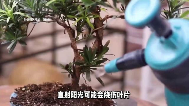 家居绿植必备:罗汉松的养护之道