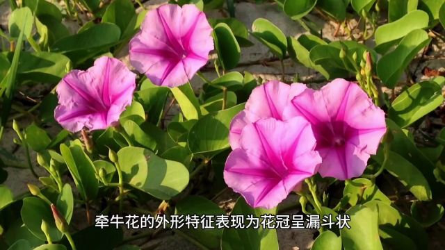 牵牛花是什么科