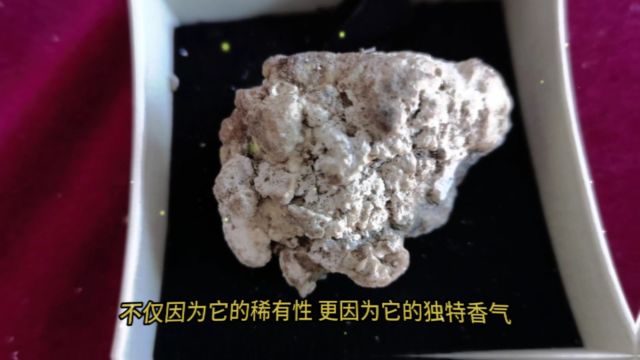 比黄金还贵的动物粪便?一斤上百万,捡到一坨就可以变成富翁