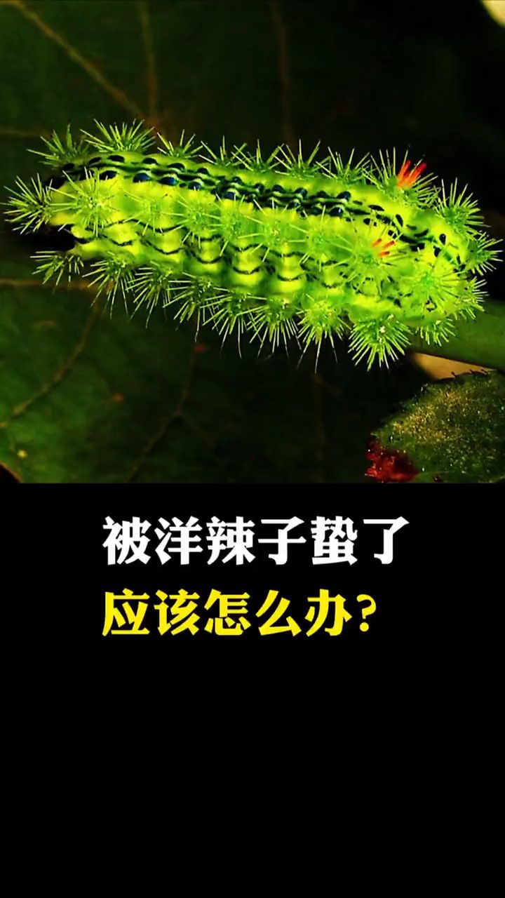 被洋辣子蛰了应该怎么办?