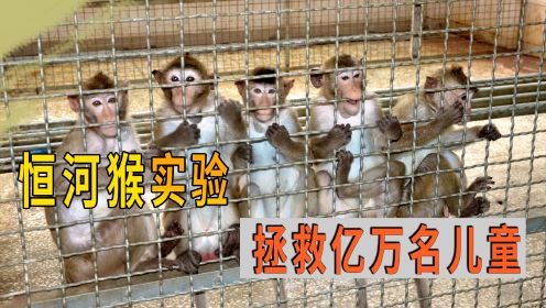 震惊世界的恒河猴实验有多残忍？又为啥说他拯救了亿万名儿童？
