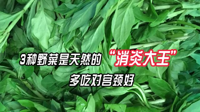 3种野菜是天然的“消炎大王”,多吃对宫颈好