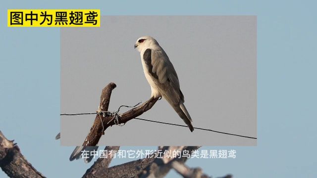 白尾鸢,分布于美洲的小型猛禽,啮齿动物是它们的主要食物