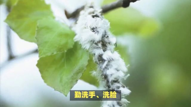 春天飞絮惹人恼,教你防护妙招