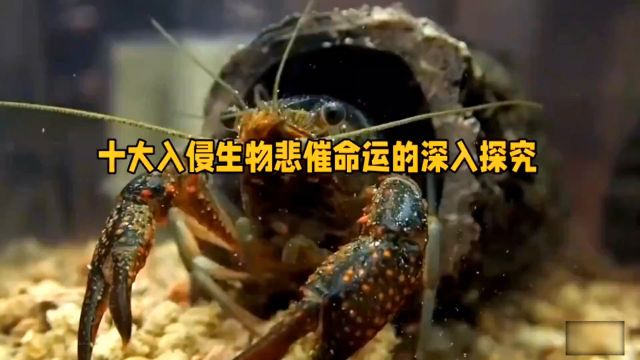 十大入侵生物悲催命运的深入探究