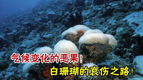 气候变化的恶果：珊瑚白化对生物多样性和沿海经济的影响