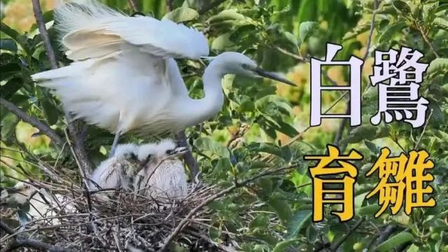 大量白鹭在麒麟区太阳岛安家落户