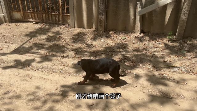 一生专注养猛犬大哥,头发都熬丢了,一条莱州红有人给1万都不卖