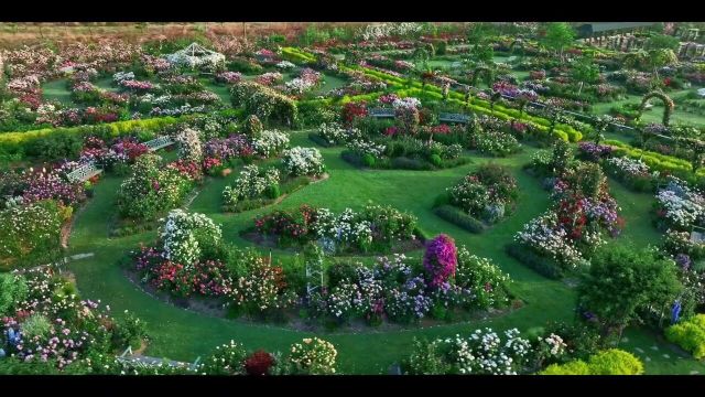 我把秘密告诉了花梦境中的花园治愈系风景花海一片花海我的花园