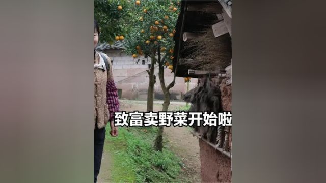 能卖9元一斤了,致富卖野菜开始啦“神仙婆婆“第一个申请出战