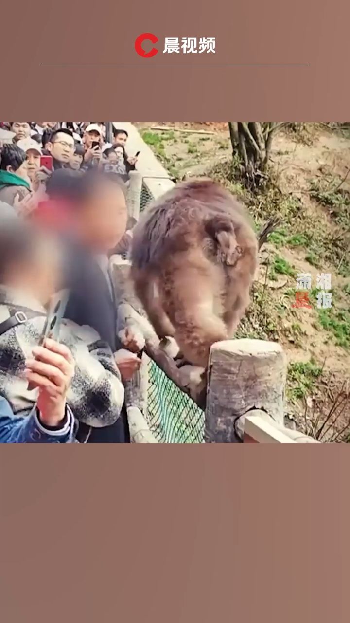 文明观猴!猴子被摸屁股转头咬伤另一游客
