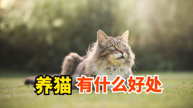 养猫有什么好处,看完都惊讶了