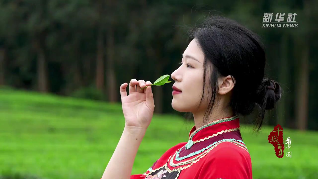 千城百县看中国丨福建连城:又是一年采茶好时节