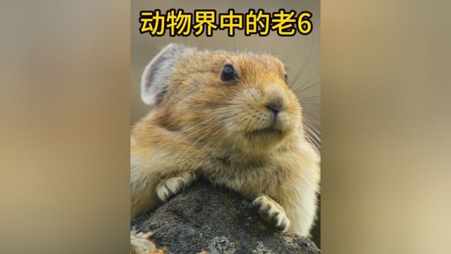 鼠兔 外形似兔 身材似鼠 所以到底是老鼠出了轨 还是兔子批了腿!