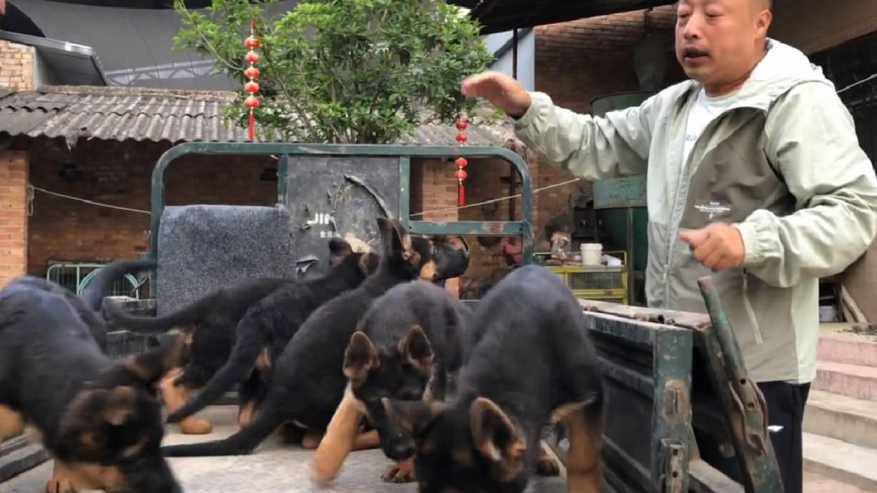 精品德牧幼犬6只,狼王福尔博孙代,4公2母超级棒来欣赏下