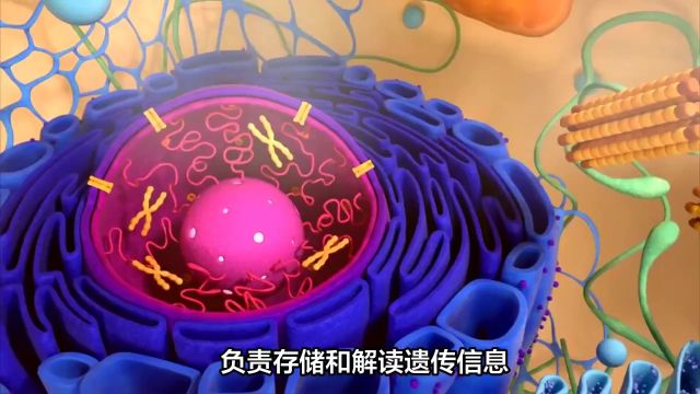 细胞稳态研究新突破,为抗衰老提供新思路