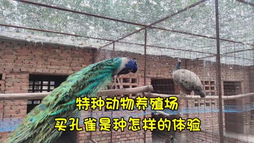 特种动物养殖场，买一对蓝孔雀是种怎样的体验