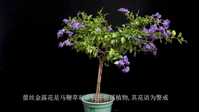 蕾丝金露花的介绍与养护