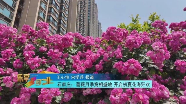 石家庄:蔷薇月季竞相盛放 开启初夏花海狂欢