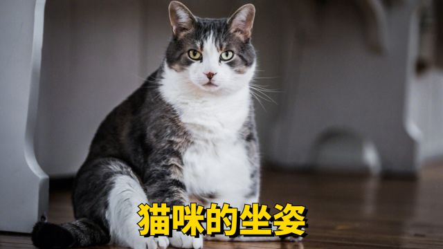 盘点猫咪几种不同坐姿,你都见过吗?