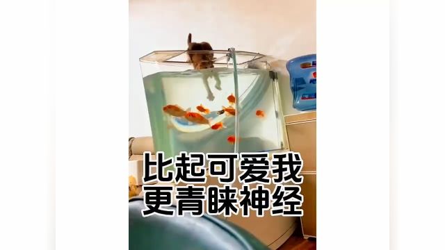 比起网络上的可爱猫猫,我更喜欢这种神经兮兮的猫猫!