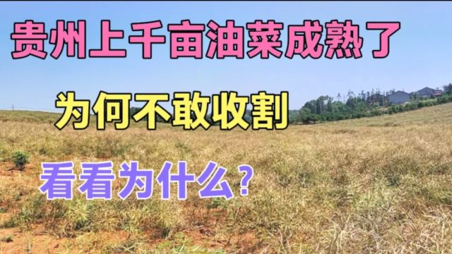 实拍贵州上千亩油菜都成熟了,为何不敢收割,来看看什么情况?