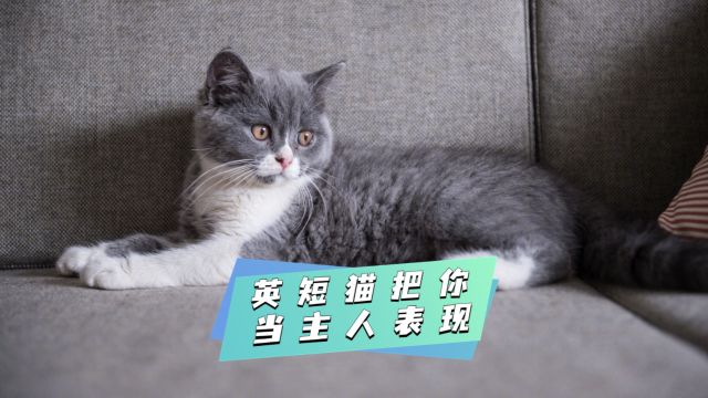 英短猫把你当主人,有这些表现