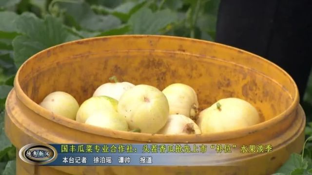 【新闻】国丰瓜菜专业合作社: 头茬香瓜抢先上市 “补位”水果淡季