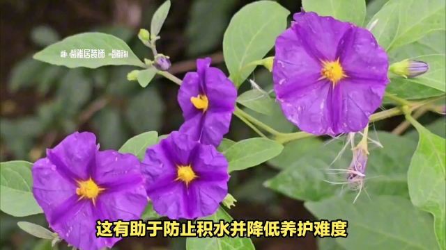 蓝花茄,全年盛开!冷艳与耐热并存