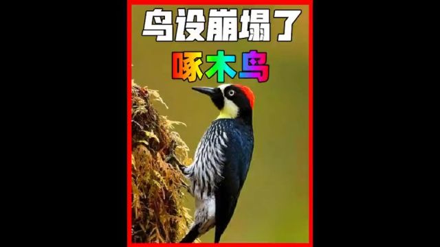 森林医生啄木鸟居然是伪装的?