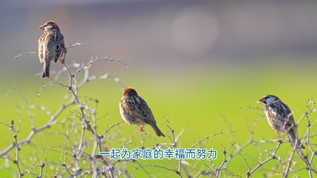 老辈常说:“两鸟进屋,不富也添喜”,家里来这两种鸟千万别赶