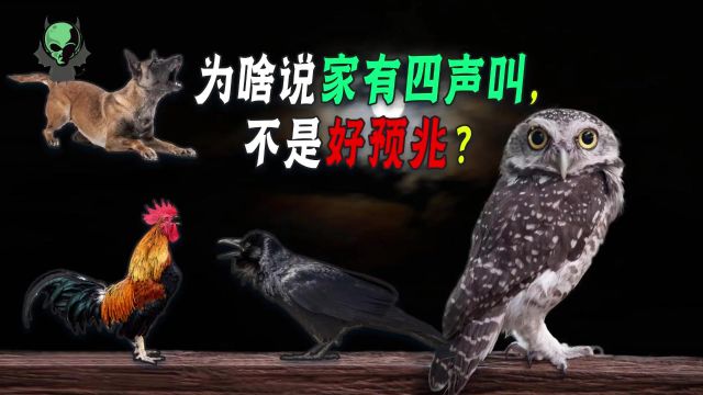 “家有四声叫,不是好征兆”,有科学依据吗,听听农村老人怎么说