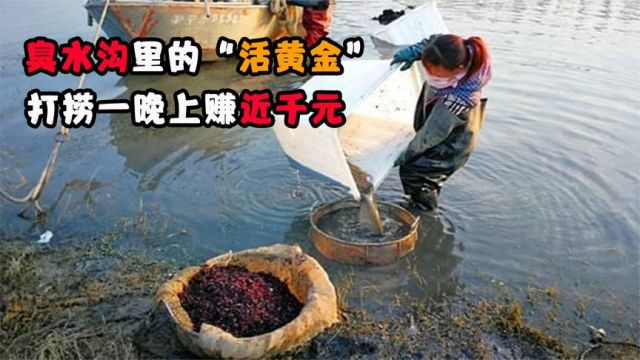 臭水沟里的“活黄金”,捞一晚上赚上千元,为什么我国不让打捞?