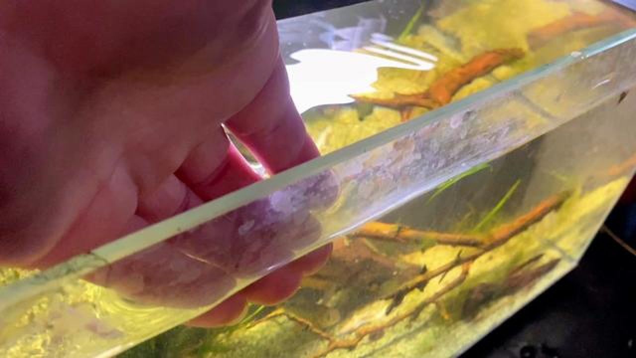 开箱十条食人鱼直接翻车 给鱼缸里再加十条食人鱼,放进鱼缸瞬间就被