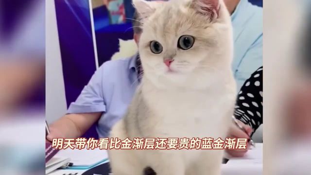 金渐层猫