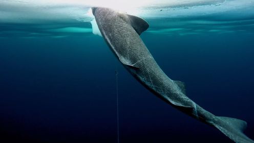 杰里米在挪威调查格陵兰睡鲨，揭开了不为人知的一面