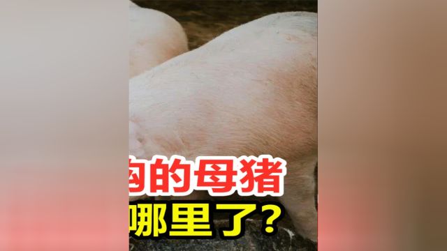 母猪肉真不能吃吗?#科普#涨知识#猪肉#母猪 3