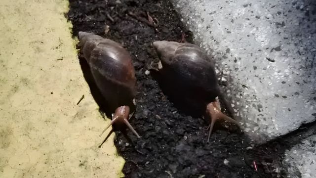 提醒!广东雨后现大蜗牛千万别碰别吃,也别刻意踩