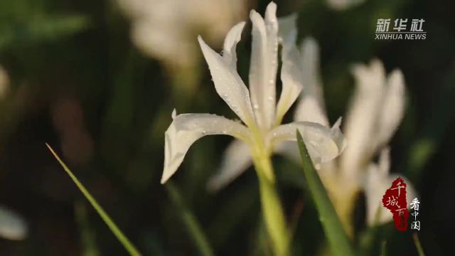 千城百县看中国|内蒙古乌审旗:马兰花争相怒放 美不胜收