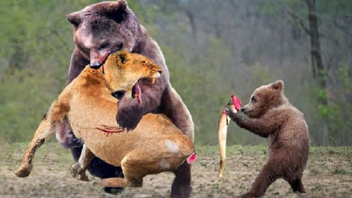 无所畏惧的捕食者-熊妈妈为保护熊宝宝攻击山狮的激战！#野生动物#动物世界#雄狮