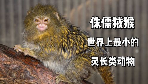 侏儒狨猴:世界上最小的灵长类动物