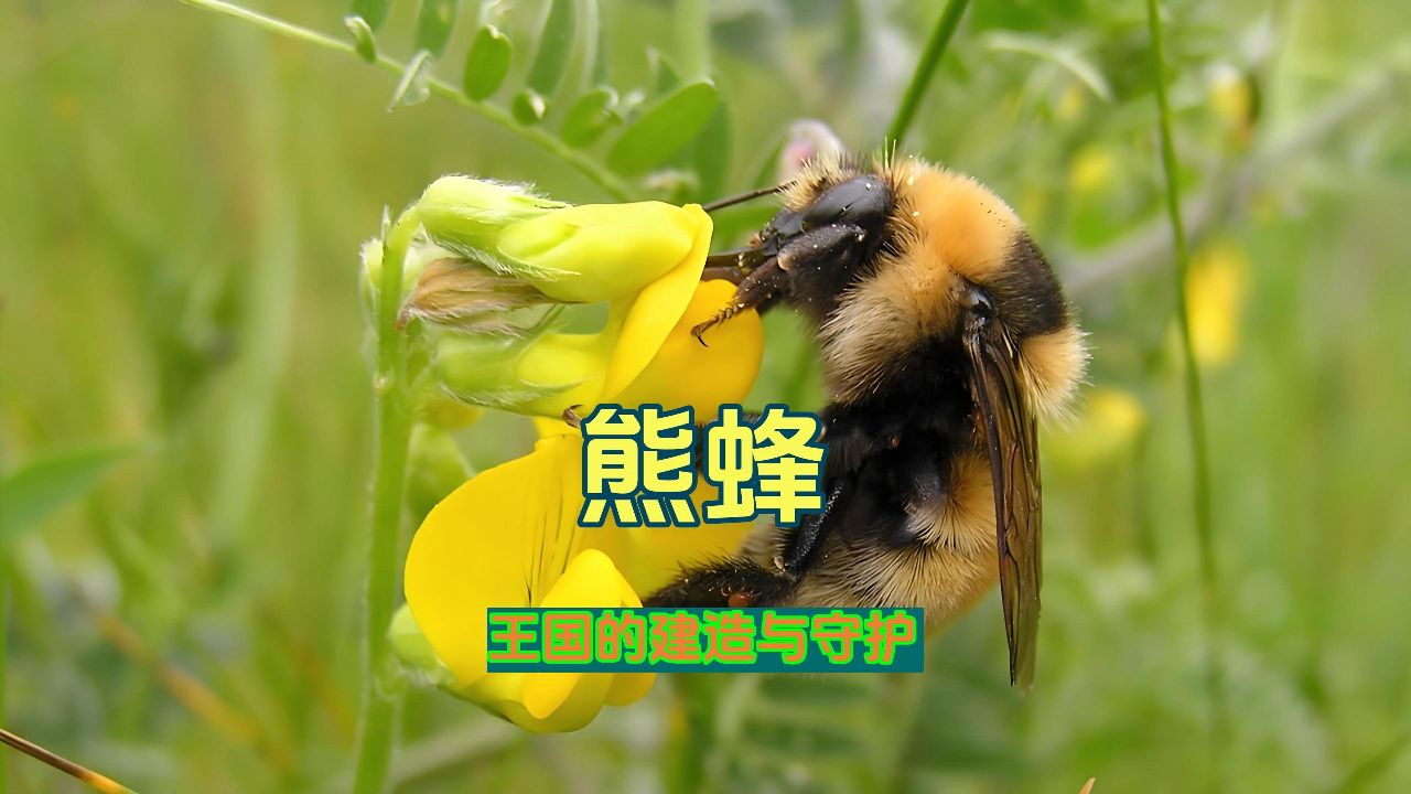 6000朵鲜花:熊蜂王的能量储备之旅