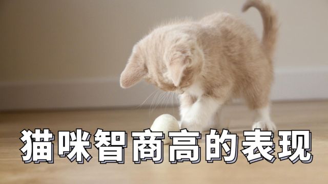 猫咪智商高,有哪些表现?