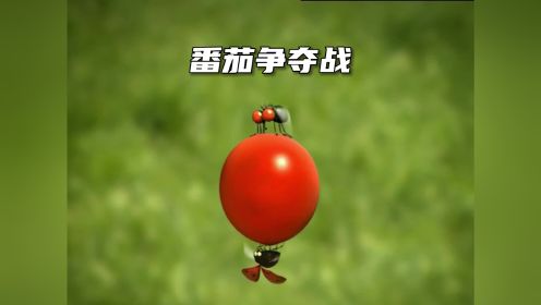 苍蝇：西红柿可以不吃，瓢老六必须付出代价