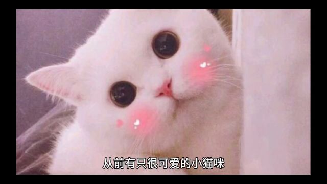 小猫咪的梦想