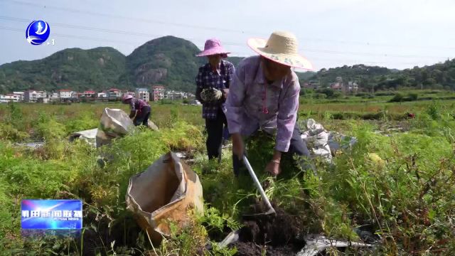 涵江新县:稻药轮作 川芎喜获丰收