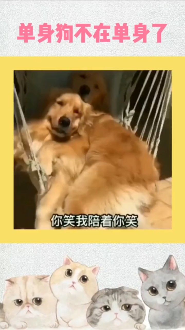 单身狗不在单身了!