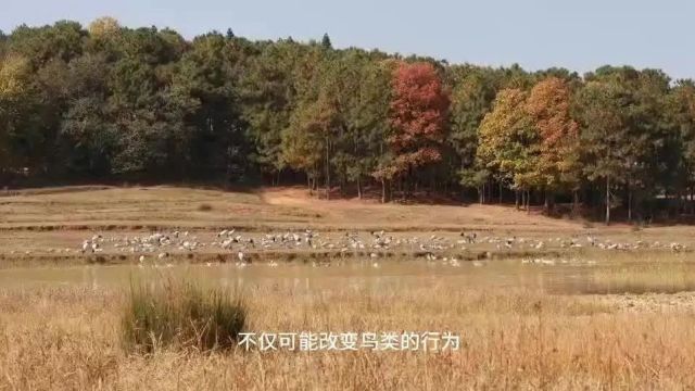 候鸟有信,守护有责——鸟类生物多样性保护的检察实践